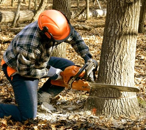 Tree Removal in Madison, KS